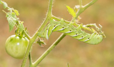 Tütün hornworm güve caterpillar domates bitki üzerinde dinlenme