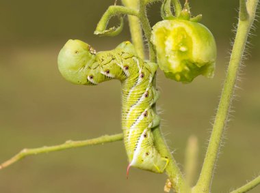 Tütün hornworm güve caterpillar domates bitki üzerinde