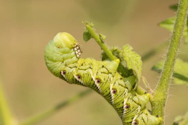 Tütün hornworm güve caterpillar domates bitki üzerinde dinlenme