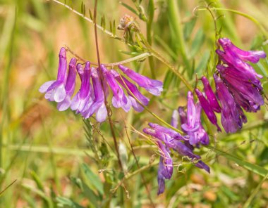 Bir ortak Fiğ, Vicia, küçük çiçek kümeleri yaz güneşte