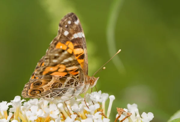 American Painted Lady borboleta alimentando-se de um aglomerado de flores brancas de Buddleia — Fotografia de Stock