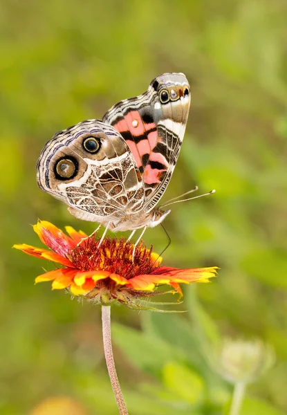 Amerikanska Painted Lady butterfly utfodring på en ljusa röda och gula filt blomma Blom — Stockfoto