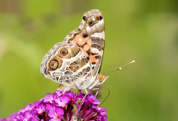 アメリカ ヒメアカタテハ蝶、Butterflybush の紫の花の供給 — ストック写真