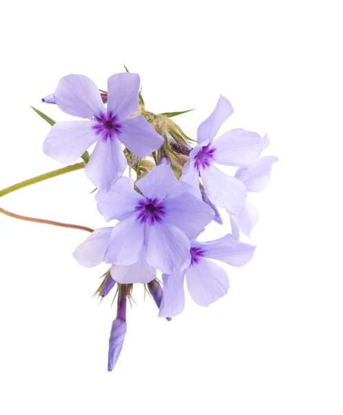 Vackra blå flox blommar, på vitt — Stockfoto