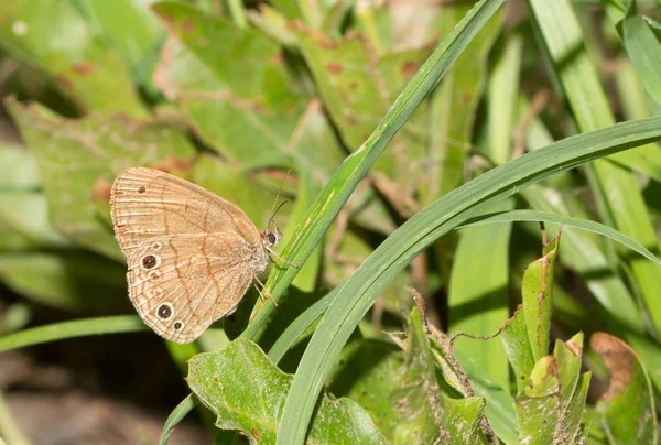 Mały motyl Carolina Satyr spoczywała na trawę w słonecznym miejscu w lesie — Zdjęcie stockowe