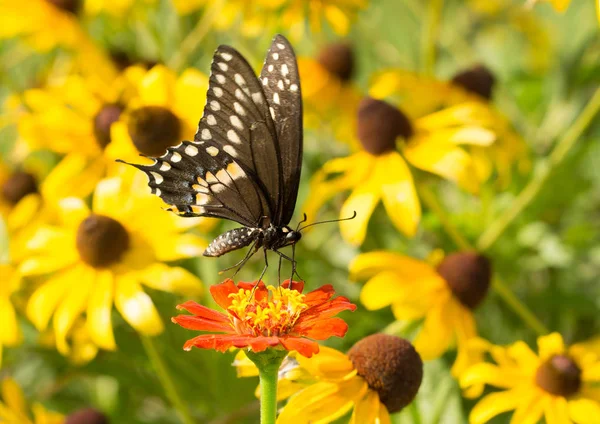 Černá otakárek butterfly na červené cínie, se žlutými květy černooká Zuzana — Stock fotografie