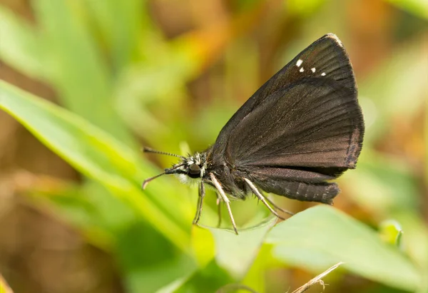 Vista ventral de uma minúscula borboleta comum de Sootywing repousando sobre uma lâmina de grama — Fotografia de Stock