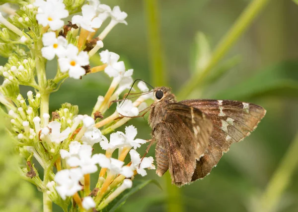Südlicher wolkenverhangener Schmetterling auf einer weißen Buddleia-Blüte — Stockfoto