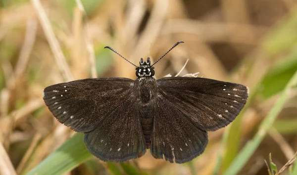 Vista dorsal de un macho mariposa Sootywing común descansando sobre una hoja de hierba — Foto de Stock