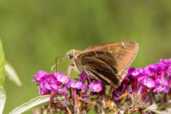 Confused Cloudywing butterfly feeding on a deep purple Buddleia flower cluster — Stock Photo, Image