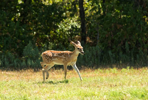 暗い森の中に日当たりの良い牧草地に白い尾の鹿子鹿 — ストック写真