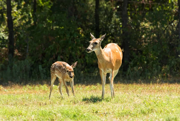 白尾鹿母鹿和小鹿在反对黑暗森林的阳光牧场 — 图库照片