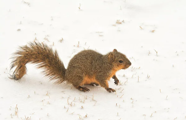 Fuchs Eichhörnchen auf gefrorenem Schnee an einem kalten Wintertag — Stockfoto