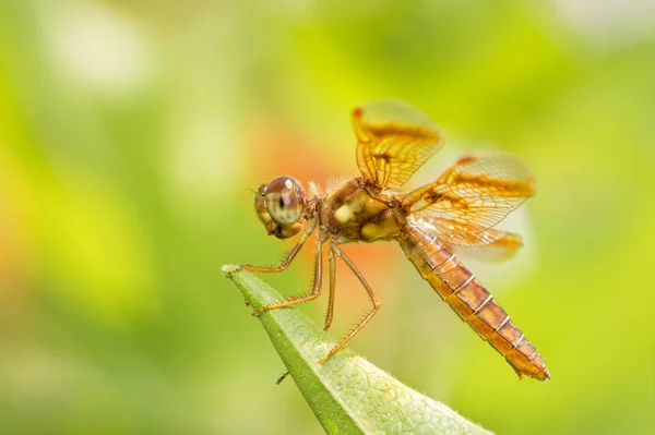 Eastern Amberwing dragonfly resting on a leaf — Stock Photo, Image
