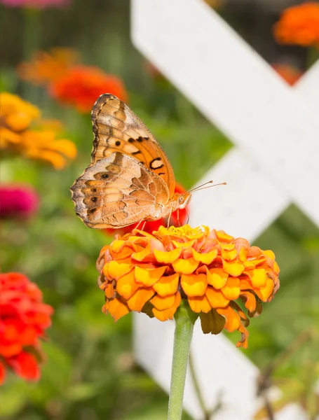 Ventral vy av en brokig pärlemorfjäril fjäril livnär sig på en blomma i sommarträdgård — Stockfoto