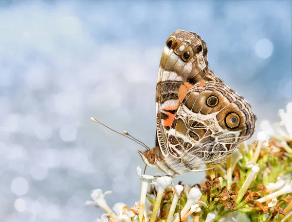 Ονειρική εικόνα μιας αμερικανικής βαμμένη πεταλούδα, που τρέφονται με ένα λευκό butterflybush — Φωτογραφία Αρχείου