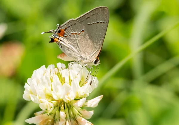 Tiny Gray Hairstreak butterfly feeding on a White Clover bloom — Stock Photo, Image