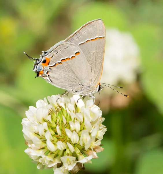 Kleine grijze melinus vlinder voeden met een witte klaver bloem — Stockfoto