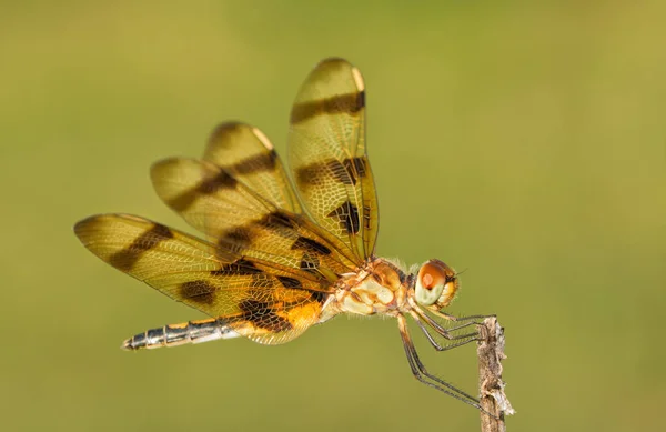 搁在干燥花柄上的万圣节彭南特蜻蜓 — 图库照片