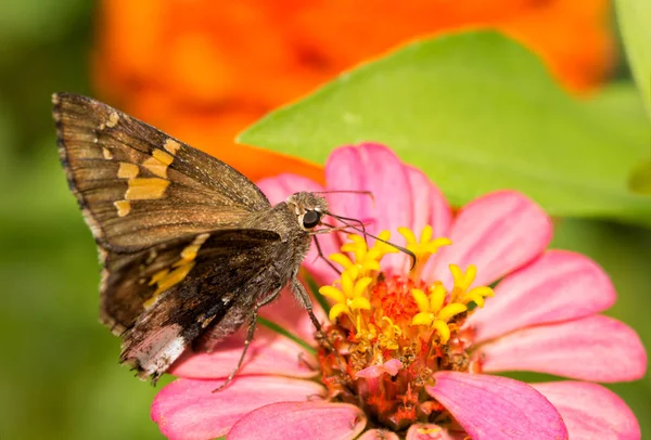 Borda Hoary borboleta alimentando-se de flor de Zinnia rosa — Fotografia de Stock