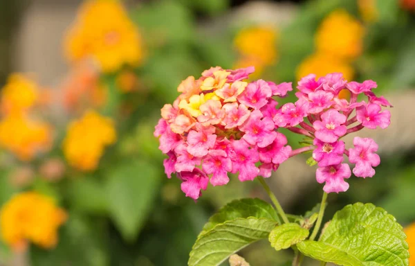 Flores de Lantana rosa y amarilla con flores de color naranja en el fondo —  Fotos de Stock