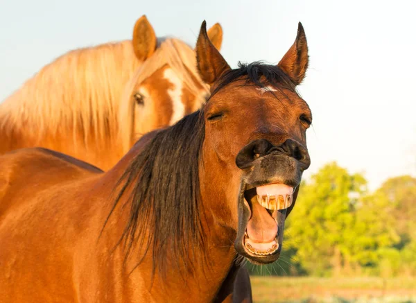 Röd bay hästar gäspningar, ser ut som han skrattar, med en annan häst på bakgrunden — Stockfoto