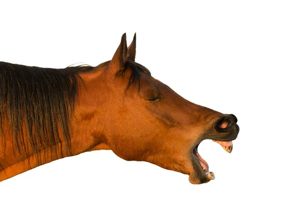 Vista panoramica di un cavallo rosso sbadiglia sbadigliante; isolato su bianco — Foto Stock