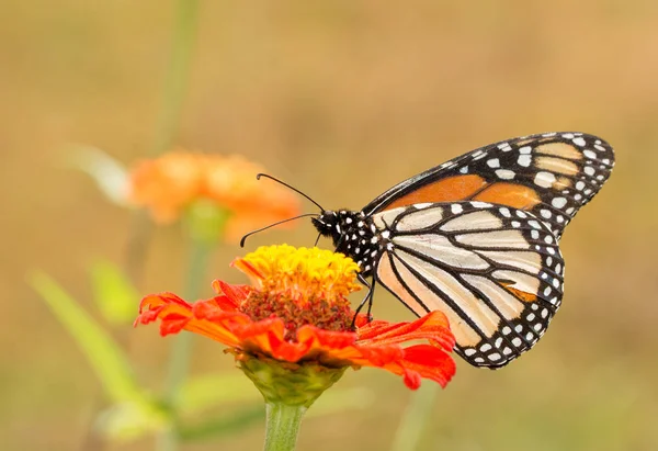 Ventral view of a Danaus plexippus, Monarch butterfly, in summer garden — Stock Photo, Image