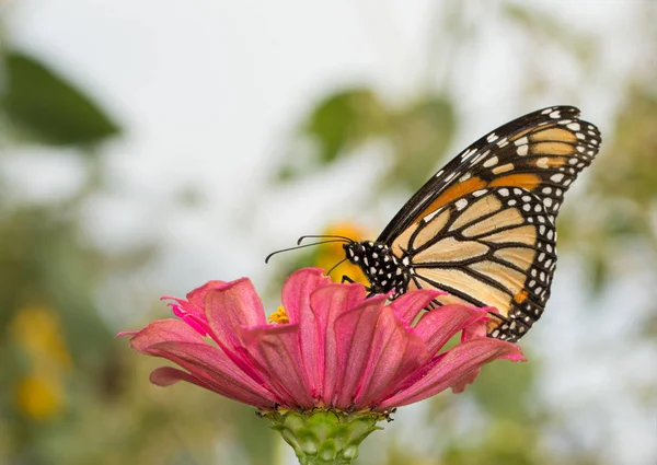 Monarca Farfalla su un fiore rosa — Foto Stock