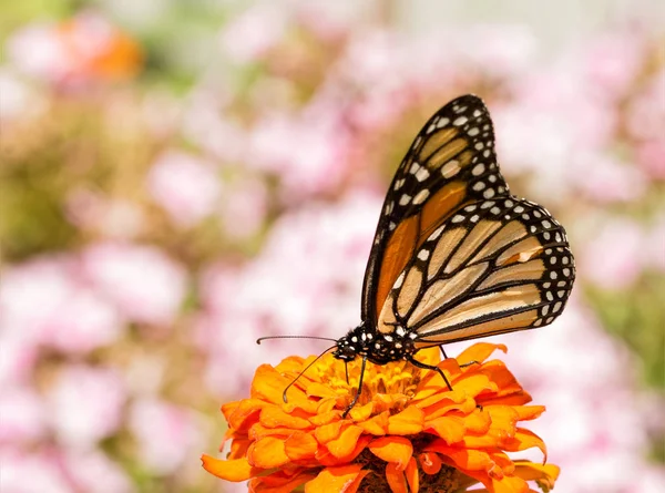 Danaus plexippus, bir portakal Zinnia çiçeği üzerinde Monarch kelebek — Stok fotoğraf