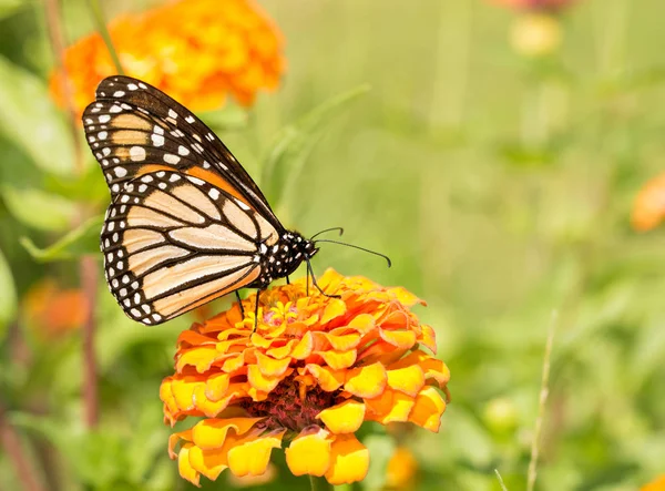 Monach butterfly on an orange Zinnia in summer garden — Stock Photo, Image