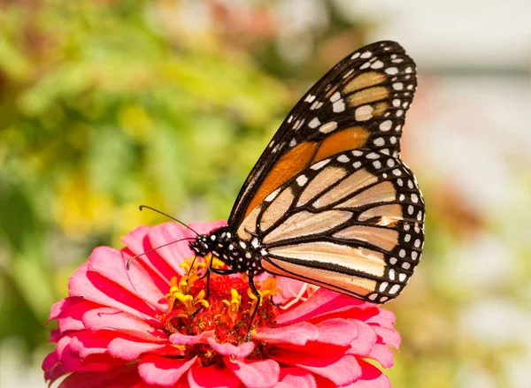 Danaus plexippus, бабочка-монарх, питающаяся розовой Циннией — стоковое фото