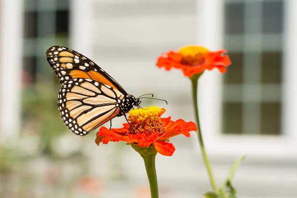 Mariposa monarca alimentándose de un Zinnia frente a las ventanas de la casa — Foto de Stock