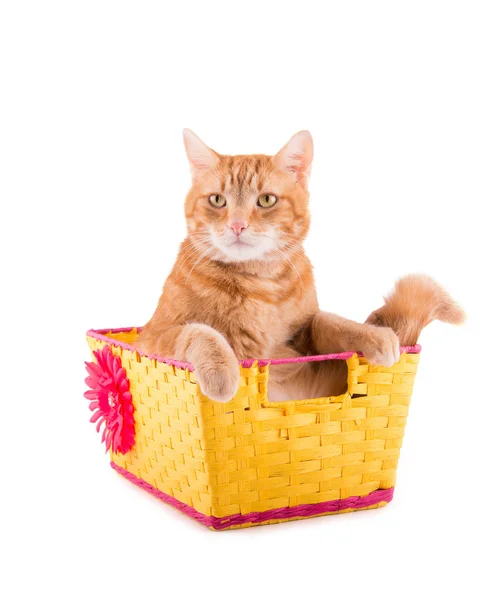 Gato naranja tabby sentado en una canasta amarilla y rosa con una expresión triste, sobre blanco — Foto de Stock