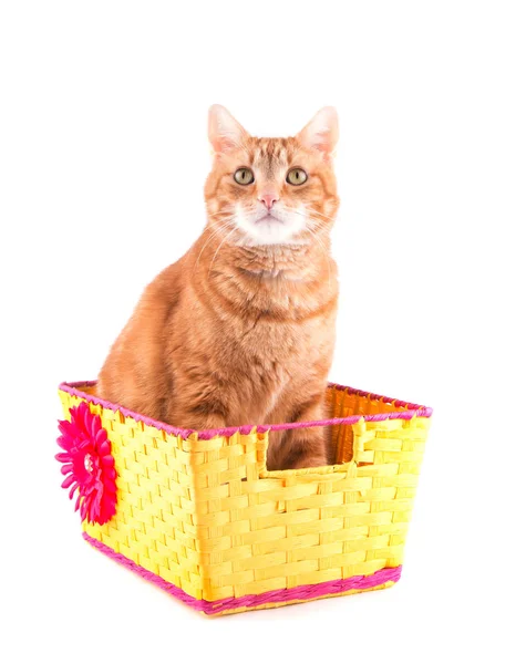 Ginger gato tabby sentado em uma cesta amarela, olhando para cima, em branco — Fotografia de Stock