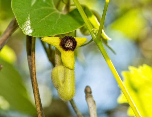 Pipe-shaped flower of Dutchman\'s Pipe vine