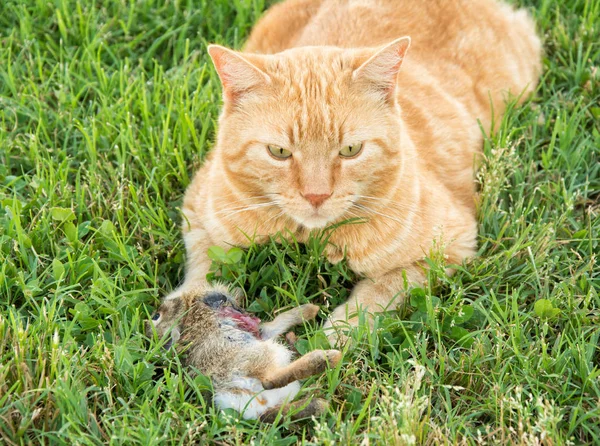 Gato jengibre tabby con un conejo de cola de algodón joven que atrapó, parcialmente comido —  Fotos de Stock