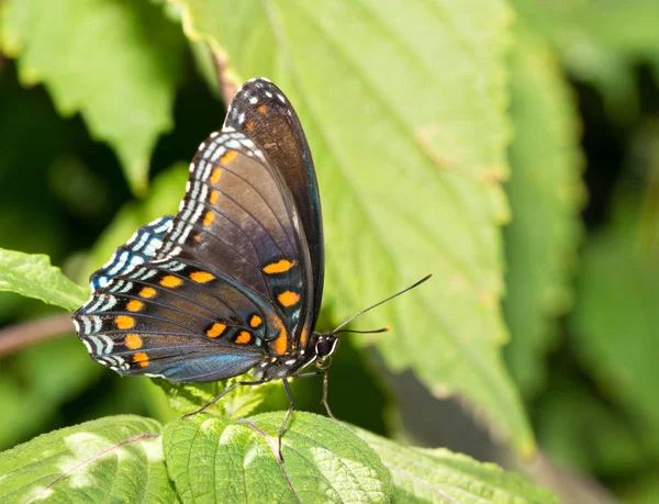 Ventral vy av en fläckig lila amiral fjäril vilar på en målad nässlor blad — Stockfoto