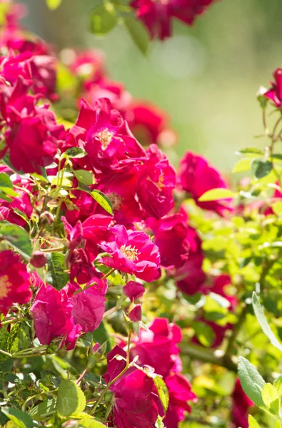 Arrampicata cespuglio di rose in sole estivo con rossi brillanti e verdi — Foto Stock