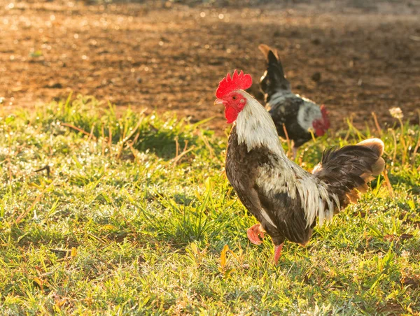 Vista lateral de un gallo gallo en la madrugada, con gotas de rocío brillando en la hierba — Foto de Stock