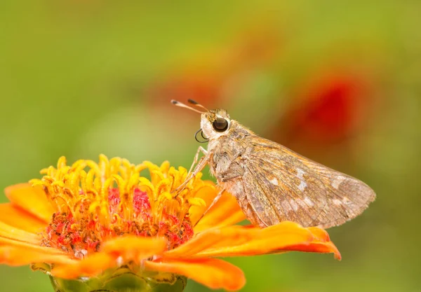 Kadın Sachem Kaptan kelebek bir ornage Zinnia yaz bahçesinde beslenirler — Stok fotoğraf