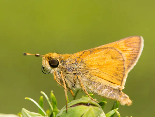 Tiny Sachem Skipper mariposa descansando sobre un capullo de flores — Foto de Stock