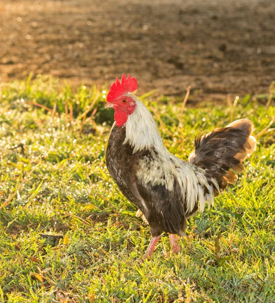 Vista lateral de un gallo gallo en la mañana temprano, con la luz del sol que se refleja en la hierba húmeda — Foto de Stock
