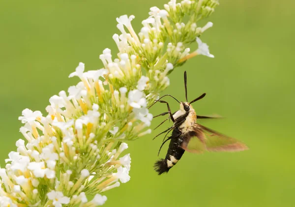 Hemaris diffinis, Snowberry Clearwing σκώρος κατά την πτήση, τρέφονται με λευκό Μπους πεταλούδων λουλουδιών — Φωτογραφία Αρχείου