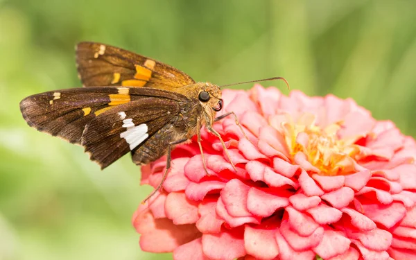 Silbergefleckter Skipper-Schmetterling ernährt sich von einer rosa Zinnie im sonnigen Sommergarten — Stockfoto