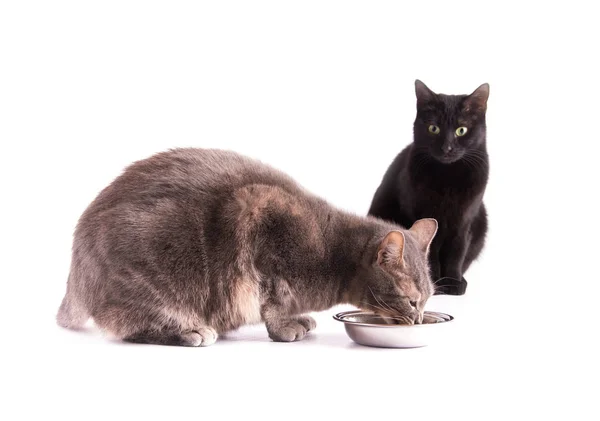 Azul gato tabby comendo de uma tigela de prata, enquanto um gato balck está assistindo, em branco — Fotografia de Stock