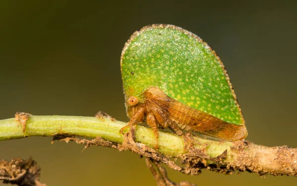 Крошечный зеленый Treehopper — стоковое фото