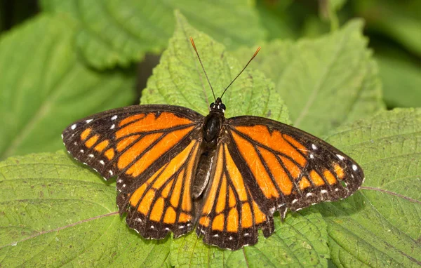 Vizekönig-Schmetterling ruht auf einem bemalten Brennnesselblatt — Stockfoto