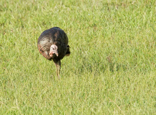 Unga vilda Turkiet födosöka på en solig falla äng — Stockfoto