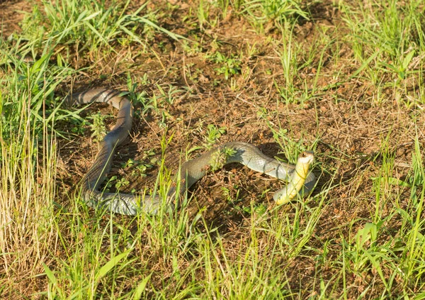 Желтобрюхий гонщик, колючий констриктор со змеёй в траве, с поднятой головой, под поздним вечерним солнцем — стоковое фото